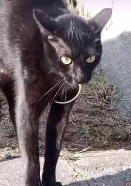 Gato con ratón en la boca #cat #mouse #meme 