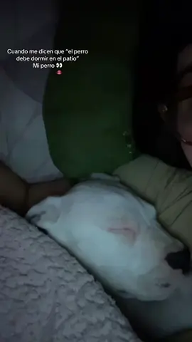 Ig: melinaderi_ Mi draquito 🤍#fyp #perros #dormir #fouryoupage #dogoargentino 