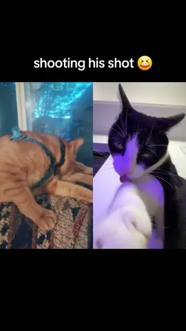 #duet with @Licking Cat #fyp 