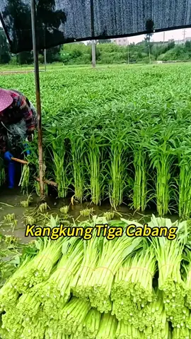 ahir dengan tiga cabang hasil lagi banyak daripada kangkung biasa sekarang masa sesuai untuk semai! #BenihKangkungTigaCabang #Kangkung #BenihSayur 