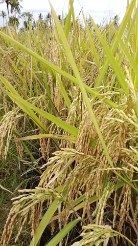 padi hibrida Fortuna sudah menguning. #PadiMenguning #PetaniIndonesia  #Sawah  #FilosofiPadi  #PadiBerisi