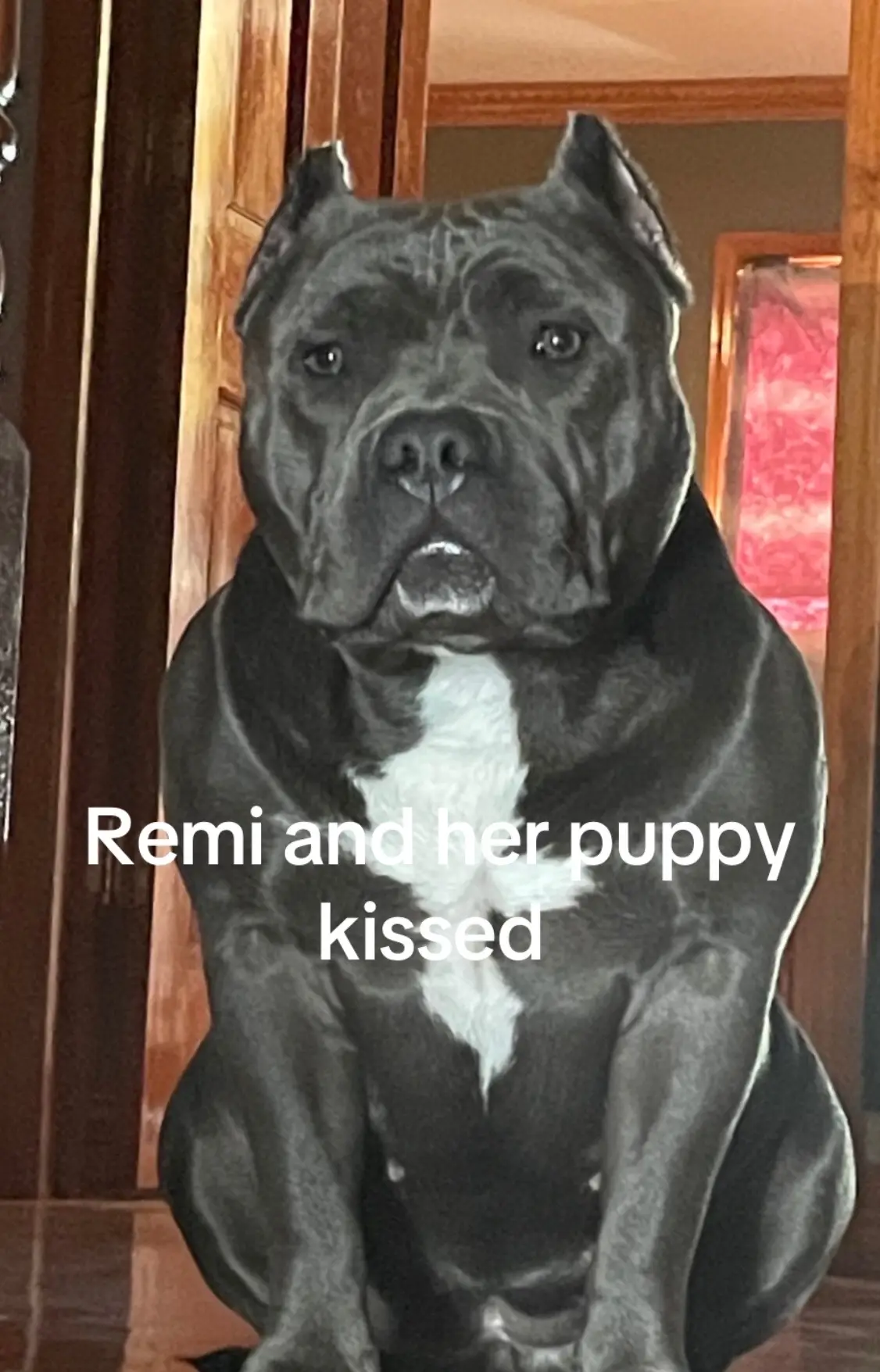 Puppy love 