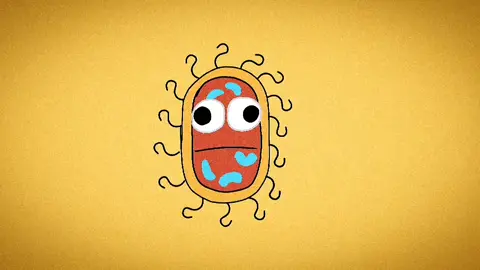 Бактерия начинается с одной#animation 