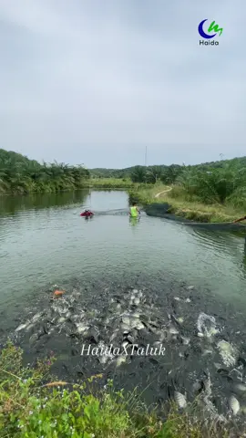 #petanimuda #ikannila #perintisbukanpewaris #haidaxtaluk 