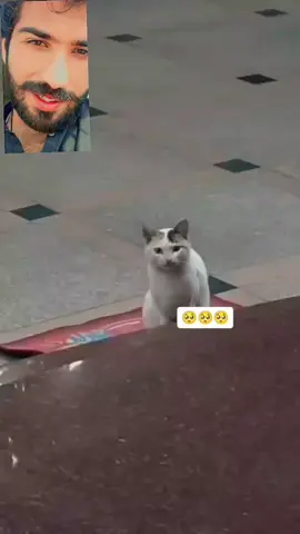 assalamaliakum 🤣 cat 🐈 #asifvilogworld 