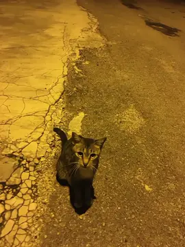 Ravyn Lenae - Love Me Not #ravynlenae#lovemenot#lyrics#cat