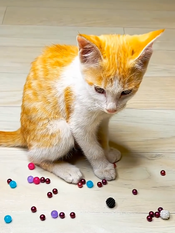 Cat Funny Reverse Video asmr cat #fyp #asmr #cat #tik_tok #foryoupagе 