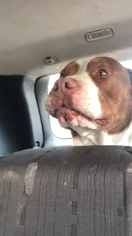 tenemos que huir de casa 🤣🥰❤️ #viral_video #perrosfelices #parati #fpy #perros 