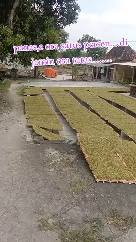 panas,e ORA satus persen ngenakno seng unduh  seng mepe nyekel,i das,e...#tembakaurajang #tembakaujawatimur #fypシ゚viral 