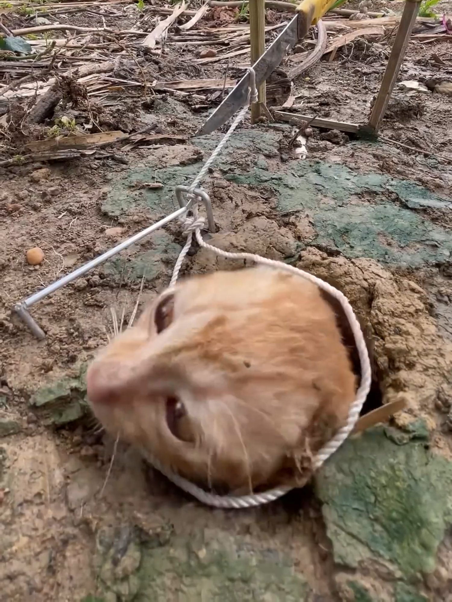 Survival Skills- SMART idea and USEFUL   #bushcraft #camping #outdoors #tik_tok