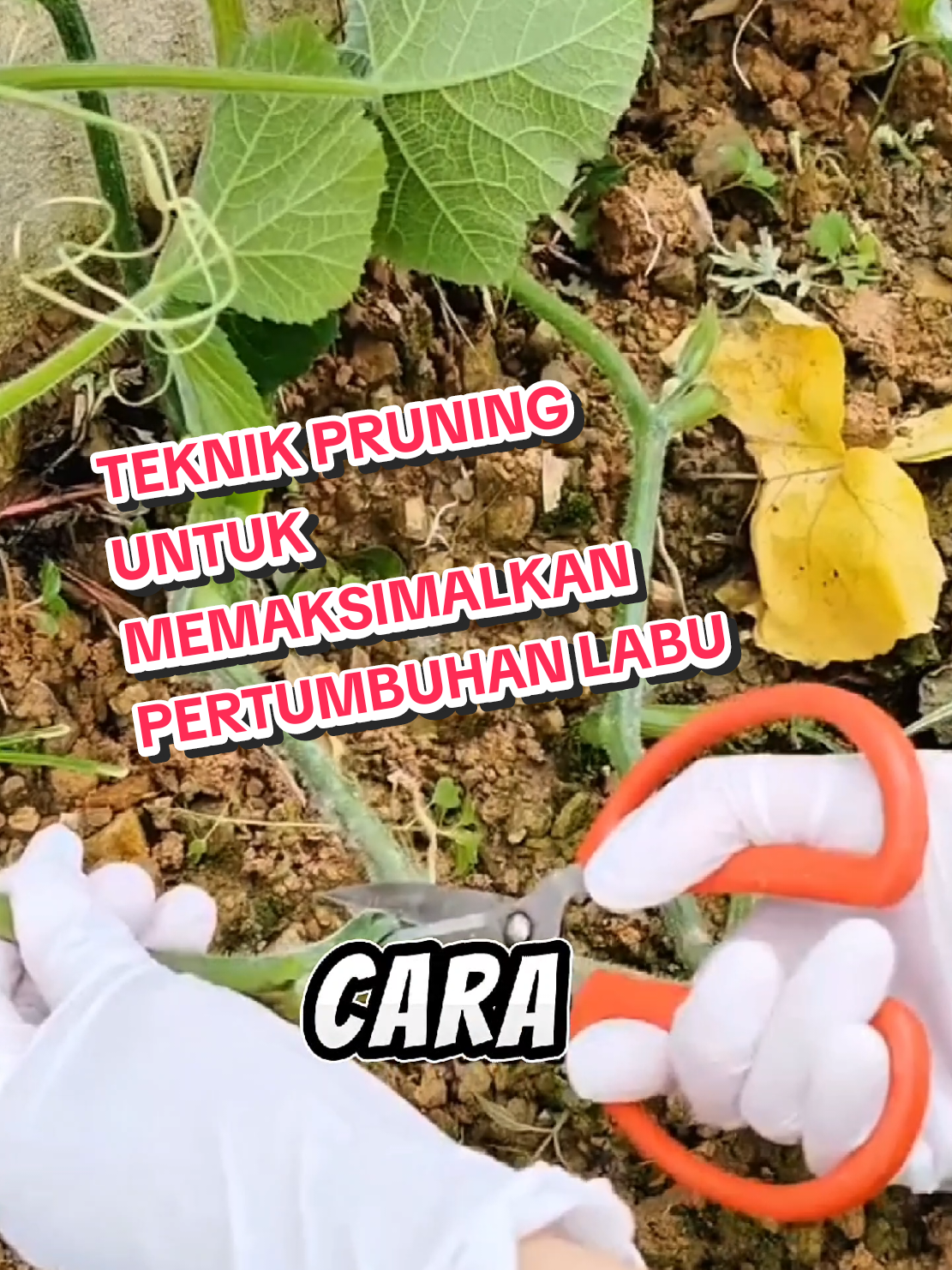 Tekhnik pruning labu, dengan cara memangkas tangkai labu dan memilih 1 atau 2 tangkai saja untuk memaksimalkan pertumbuhan dan mempercepat pembuahan labu.  #tekhnikpruninglabu #petanilabupintar #petanilabu #caratanamlabu #fyppppppppppppppppppppppp 