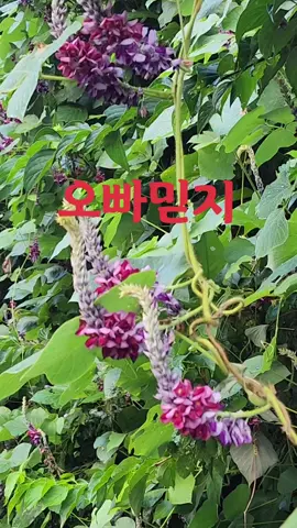 오빠믿지 #가요