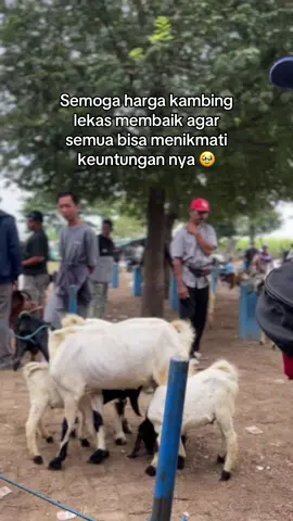 Amin🤲🏻#karisafarmcaruban #bakolwedosmilenial #peternakkambingmuda #pasarkambing #kambingjawarandu 
