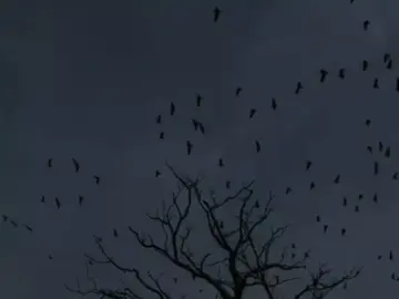 mùi hoa diên vĩ ở trong nhà nàng #mac_080821 #hoadienvi #j97 