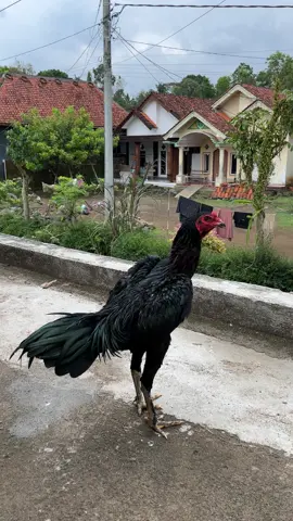 Si mansur mulai tampill😋 #blackbull #koyngon #dongkrakfarmjember 