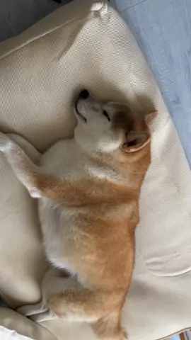 今日の寝言 #柴犬 #犬のいる生活 #犬のいる暮らし #豆柴 #shibainu 