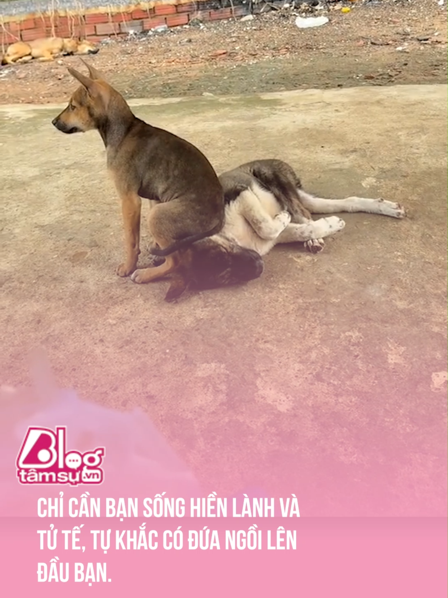 Đời mà 😀 #btsmedia #blogtamsu #discovery #khampha #video #viral #videoviral #trending #xuhuong #clips #facts #fact #khoanhkhac #explore #explorer #exploration #giaitri #animal #animals #dog #dogsoftiktok