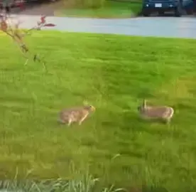 frrr, cute bunny#bunny 