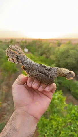 هذا الطائر هو طائر الوقواق اليعسوب (أو أبو ركبة) – Eurasian Wryneck واسمه العلمي Jynx torquilla. 🔎 مميزاته: 	•	من فصيلة نقار الخشب (لكن لا ينقر الخشب مثل باقي الأنواع). 	•	لونه بني رمادي منقط يشبه لحاء الأشجار، لذلك يتميز بقدرة عالية على التمويه. 	•	ذيله وأجنحته بخطوط داكنة، كما يظهر في الصورة. 	•	رقبته مرنة جدًا، ويمكنه لفها بشكل غريب للدفاع عن نفسه (ومن هنا جاء اسمه “Wryneck” بالإنجليزية) #سبحان_الله 