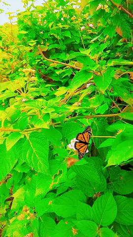 এই #পাগলের # ভালোবাসা #