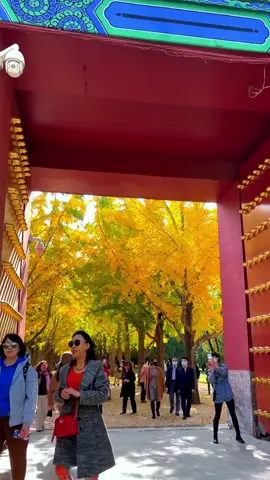 🍁 Bắc Kinh mùa thu – lá vàng rợp phố, phong đỏ rực trời, Trường Thành huyền thoại đẹp như tranh vẽ. Một hành trình lãng mạn khó quên cùng Like Tour! ✨ #BacKinh #MuaThuTrungQuoc #LikeTour #DuLichTrungQuoc #TravelChina 