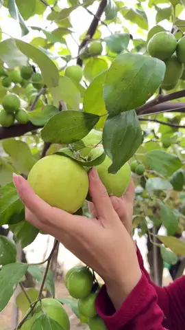 Hái táo xanh khổng lồ tại vườn 🥰 mình làm lại clip, clip kia lỗi gì không có ai thấy luôn huhu #tuhaohangviet #hangvietvuonminh #taosaydeo #taosaytrungtuan 