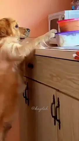 funny dogs 🐾 funny pets 🐾 funny moments 🐾
