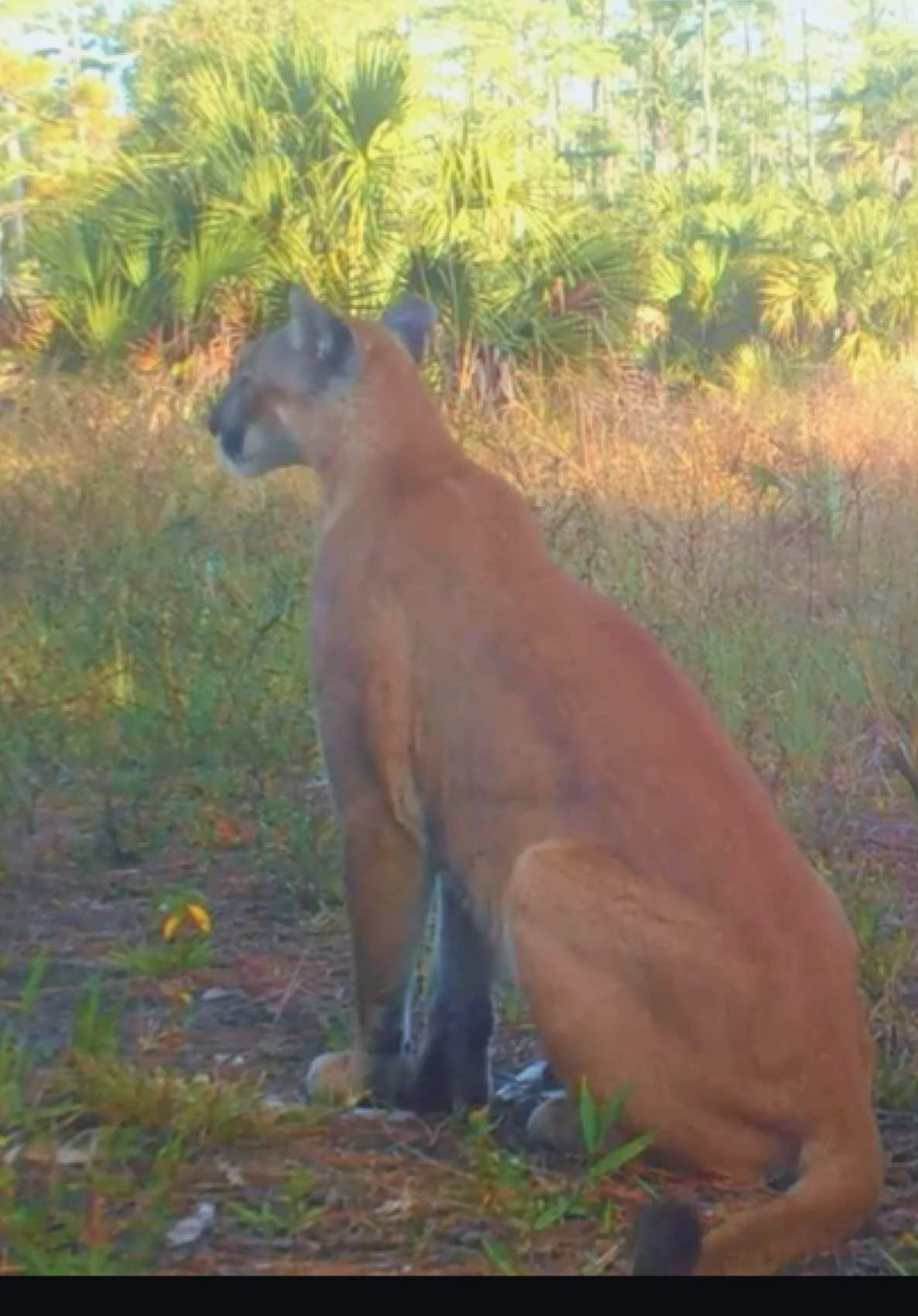 The Florida panther is one of the rarest big cats in North America. A subspecies of the cougar, it once roamed across the entire southeastern U.S, but now fewer than 200 remain, mostly in the swamps and forests of southern Florida. Solitary, elusive, and built for stealth, these cats are strong swimmers and climbers, silently navigating the Everglades in search of deer, raccoons, and wild hogs. Florida panthers face major threats: habitat loss, collisions with cars, and inbreeding due to isolation. Conservation efforts, like protected corridors and genetic rescue programs, have helped, but they’re still hanging on by a thread. Every sighting is rare. Every step they take is part of a quiet fight to survive. #FloridaPanther #EndangeredSpecies #WildlifeTok #everglades 