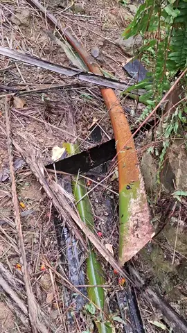 💪#kulisawit #kulisawitmalaysia🌴🇲🇾🇮🇩 #lombok #