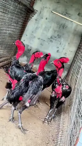 toàn các e gà tơ đẹp 🥰#gàchoivietnam🇻🇳 #xuhuong #gà #gà_chọi_việt_nam #ga 