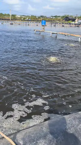 thay áo mới  #nuoitomcongnghecao #nuoitomtrenaolotbat #thuysan #nuoitom 