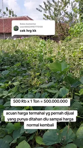 Membalas @user80824987775150 harga pj memang mahal sekali #buahpj  #tanamanpj  #petanidesa 