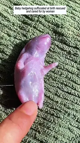 This woman took care of a newborn hedgehog and then #hedgehog #babyhedgehog #hedgehogsoftiktok #rescue #animals #animalsoftiktok #animalrescue 