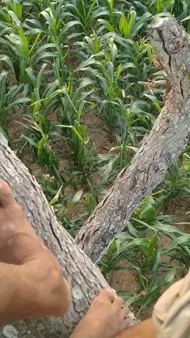 nyawang tandurane apik wis termasuk hiling bolo 🌱 . . . #petani #petanimuda #petaniindonesia🇮🇩🇮🇩🇮🇩🌿🌿 #petanijagung #jagung 