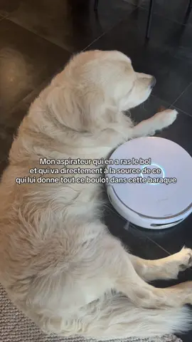 Rio impassible 😭 #goldenretriever 