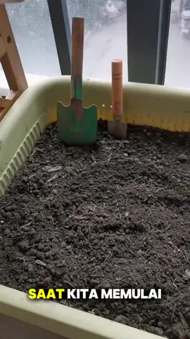 Untukmu yang mau mulai berkebun, ini tips pentingnya! Kunci utama supaya tanaman sayuran subur adalah media tanam yang tepat. Bukan cuma tanah biasa, tapi media tanam yang kaya nutrisi. Ciri-ciri media tanam berkualitas itu teksturnya gembur dan berwarna gelap, karena kandungan organiknya tinggi. Unsur hara dan mikroorganisme baik di dalamnya sangat penting untuk pertumbuhan akar yang sehat. Jadi, jangan asal pilih, ya! . . . #mediatanam #tanah #berkebun #fyp #foryoupage 