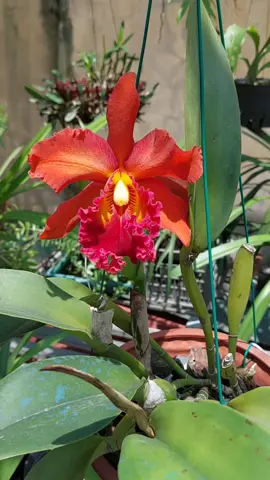Này người tình nhỏ..