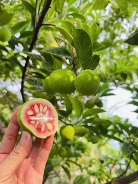 Cá kho quả chay - đậm đà hương vị xứ Bắc  #kieuoanhgarden #raurungtayninh #banhtrangtayninh  #quachay  #ChayRuotDo