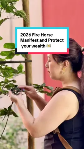 Replying to @Jess If you were born in the Year of the Earth Horse, you might be wondering, does it make a difference to wear the Black Jade Pixiu bracelet as we approach the 2026 Fire Horse Year? Here’s what you need to know. The Fire Horse Year is considered intense, fiery, and sometimes unstable in feng shui. For those born in Horse years, especially Earth Horses, this can bring both powerful opportunities and challenges. That’s why wearing Black Jade with Pixiu is highly recommended; it grounds your energy, shields you from negativity, envy, and financial instability, and helps balance the fiery energy of 2026. One thing to be extra mindful of: avoid placing your Pixiu in the bedroom or bathroom, and don’t let others touch it, as that can weaken its energy. Always cleanse it regularly with incense or selenite, and set your intention daily when you put it on. So for Earth Horses heading into a Fire Horse year, this bracelet isn’t just jewelry, it’s your protection, your wealth guardian, and your prosperity activator. #tiktokshop #crystalhealing #jade #wealth #fengshui 