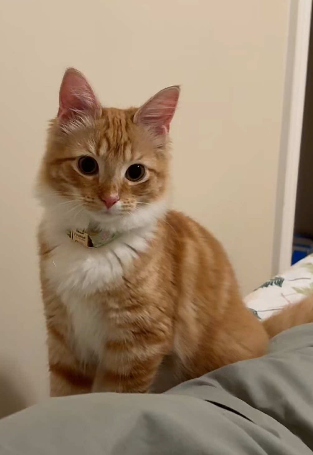 #gingercat #gingergirlcat #catsoftiktok 