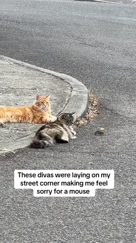 no way I’m feeling bad for a mouse right now  #catandmouse #fyp #catsoftiktok 