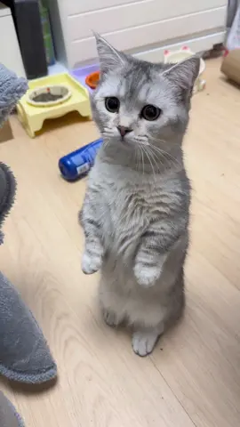 #funnyvideos #funny #cutecat #catsoftiktok #cat