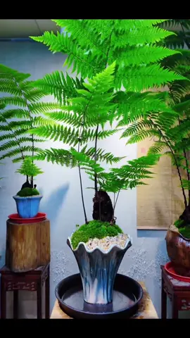 #noithat #banlamviec #phongthuytamlinh #duongxi #ketivi 