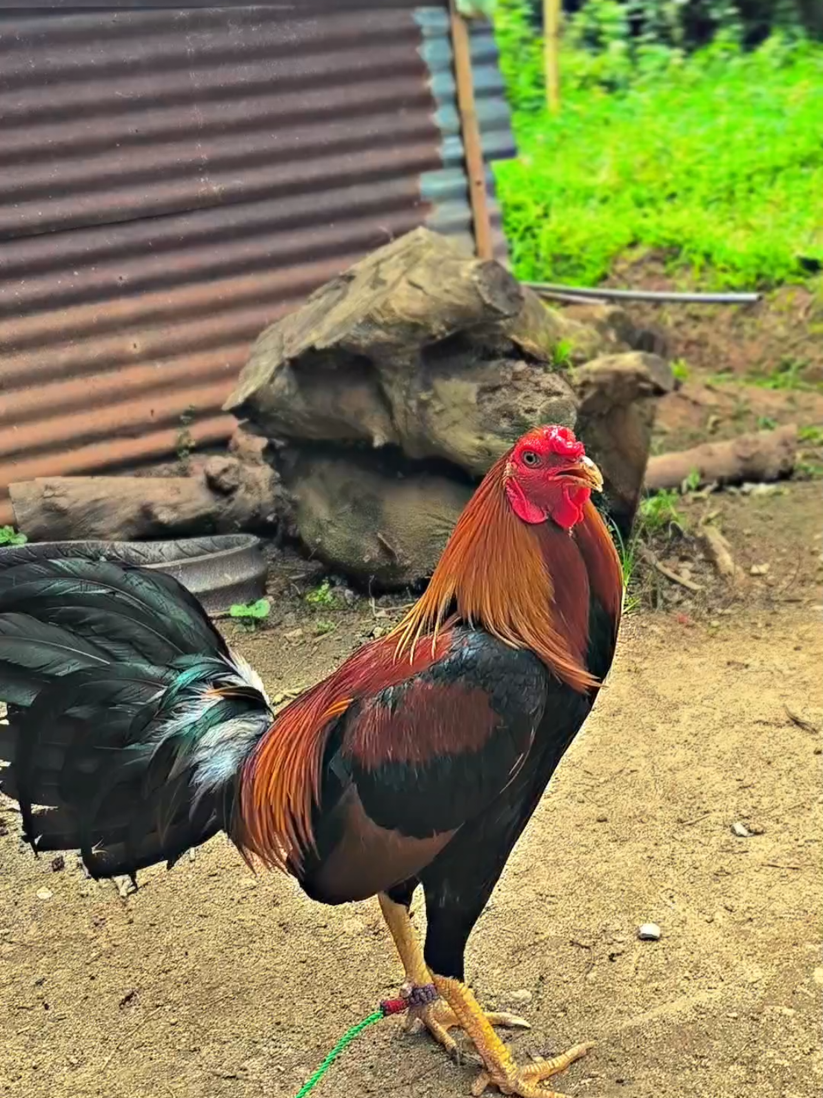 sembarang e🤪🤣 #salamsatuhobby🙏🙏🐓🐓 #BTGFarm  #bulanganlondong🐓 #ayampilipina🇵🇭 #sembarang #passaungtoraya👌 #salamkakikiri🐓🐓 #pbgf 