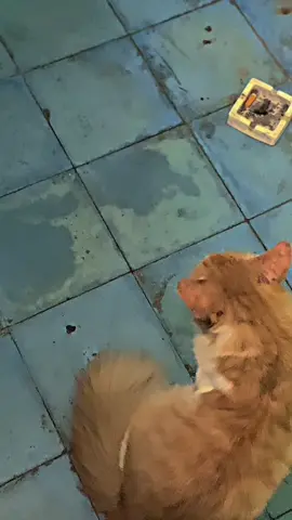 🫵🏻 #bugisspeed #cb81kancil #aldikancil81 #fyp #foryoupage #cbindonesia #cb #cb125se 