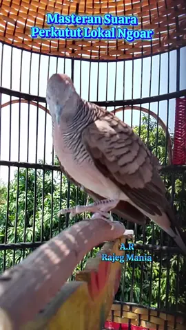 Masteran Suara perkutut lokal Ngoar #fypageシ♡ #perkututgacor #perkututlokal 