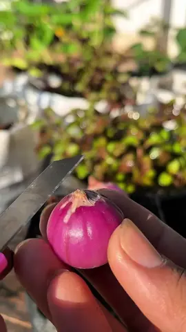 tips sederhana tanam bawang merah rumahan.  #tipsberkebun  #bertani  #indonesia🇮🇩  #petaniindonesia🇮🇩🇮🇩🇮🇩🌿🌿 