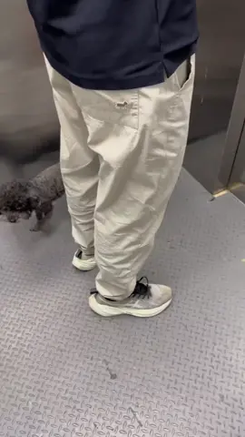 Động vật đáng yêu #xuhuong #pet #cute #animals #dog 