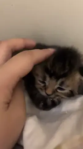 cute 🥰 #cats #cat #cute #fyp 