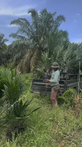Penanaman Bibit Kelapa Sawit Varietas TN1 dari sumber Benih PT. BTN, ayo bapak/ibu yang sudah bukak lahan, order bibitnya di CV Profita Mitra Tani. Kualitas Terjamin dan bibit bersertifikat dari sumber benih langsung.                                          info pemesanan : 085375046777.          #fyp #bibit #cvprofitamitratani #perkebunansawit #dharmasraya 